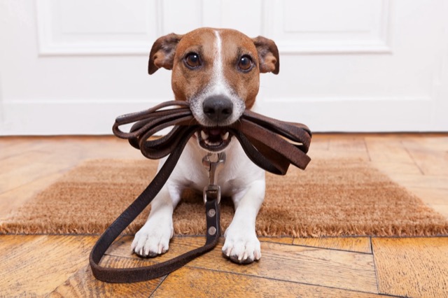 Dog holding leash in mouth by door
